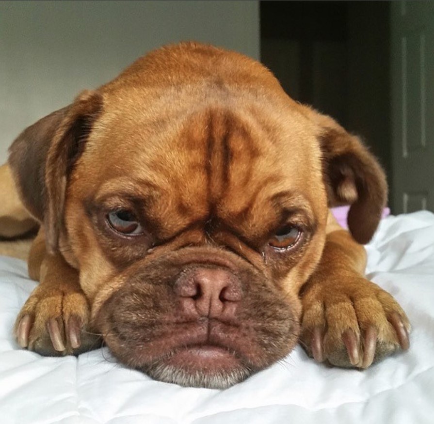 A yellow Pug Pit lying on top of the bed