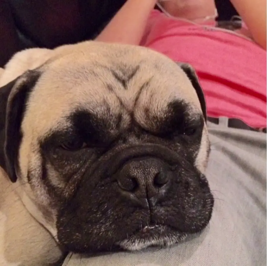 A Pugbull lying next to a person lying on the couch