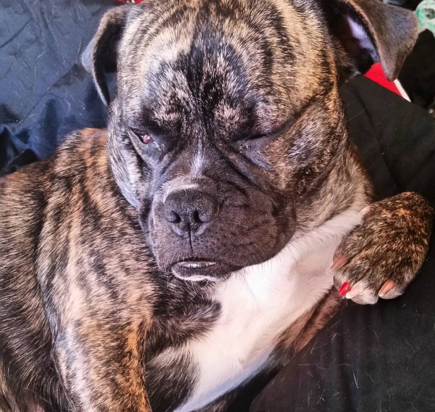 A sleepy Pugbull lying on the couch