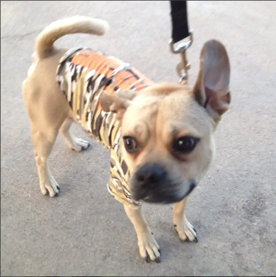A Pugbull wearing a shirt while standing on the pavement