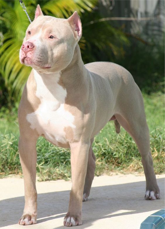 white pit bull terrier taking a walk at the park