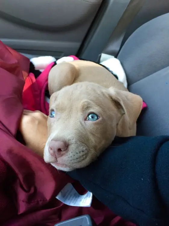 Pit Bull Terrier puppy lying on the car seat