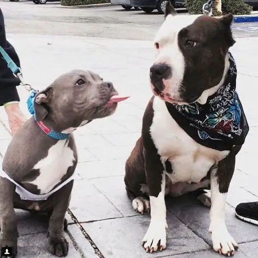 Pit Bull Terrier sticking its tongue out in front of another Pit Bull Terrier