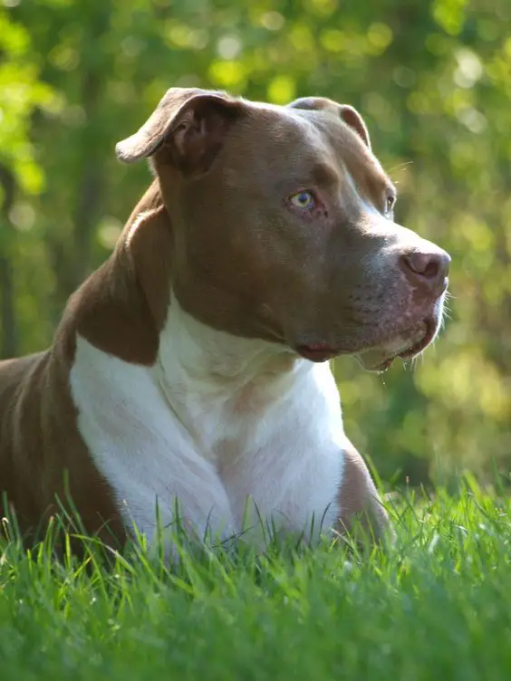 brown and white Pit Bull Terrier lying on the green grass