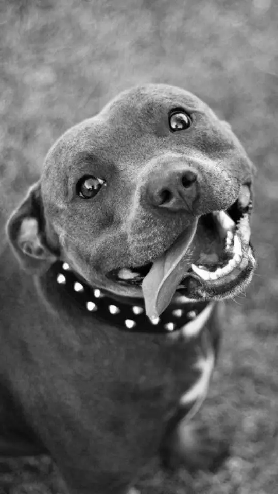 black and white photo of smiling Pit Bull Terrier