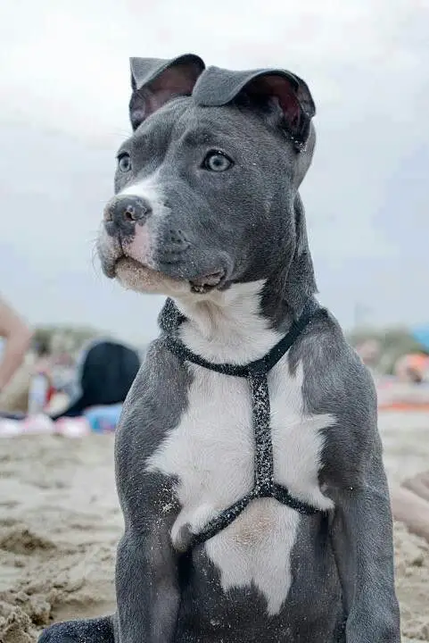 black and white photo of Pit Bull Terrier at the beach