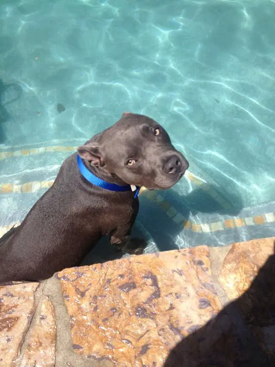black Pit Bull Terrier sitting on the stairs of the pool