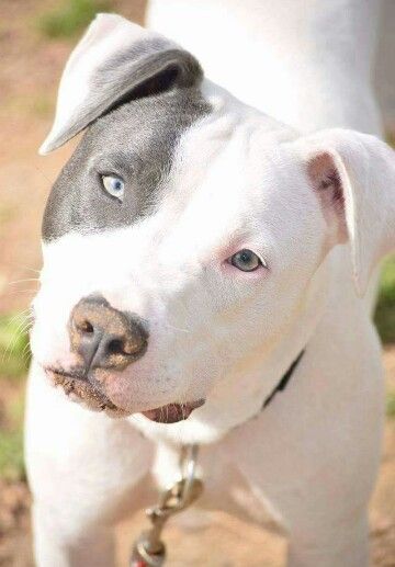 white Pit Bull Terrier with black fur on its right eye while tilting its head