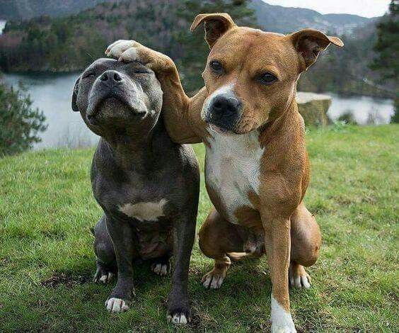 brown Pit Bull Terrier with its hands on top of a black Pit Bull Terrier while sitting at the park