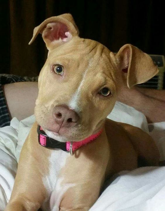 yellow Pit Bull Terrier lying on the bed