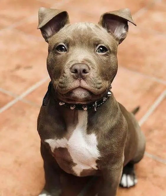 sitting Pit Bull Terrier on the floor with its adorable face