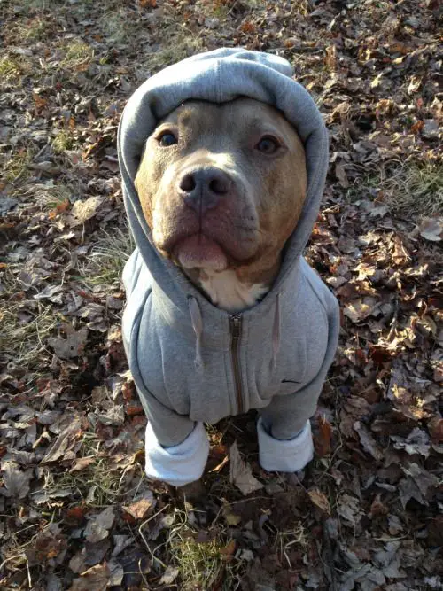 Pit Bull Terrier sitting on the dried leaves while wearing a gray sweater with a hoodie