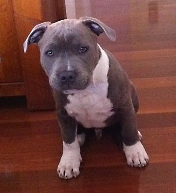 black and white Pit Bull Terrier puppy sitting on the floor