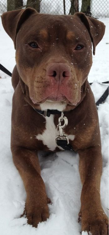 brown Pit Bull Terrier lying on the snow