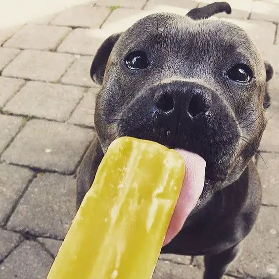 black Pit Bull Terrier licking an ice cream