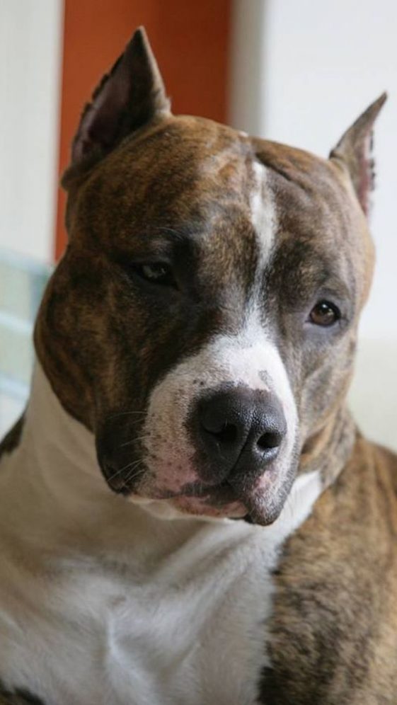 Pit Bull Terrier lying on the couch