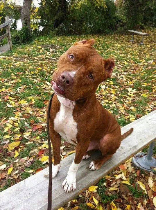 brown Pit Bull Terrier sitting on the bench at the park