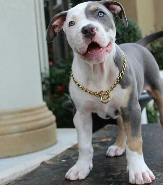 black, white and brown patterned Pit Bull Terrier with gold chain collar