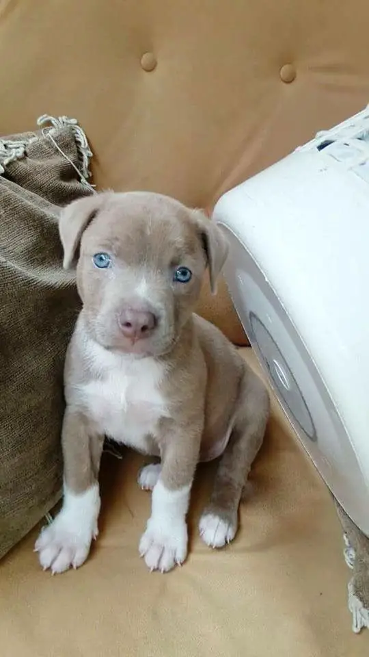 Pit Bull Terrier puppy sitting on the couch