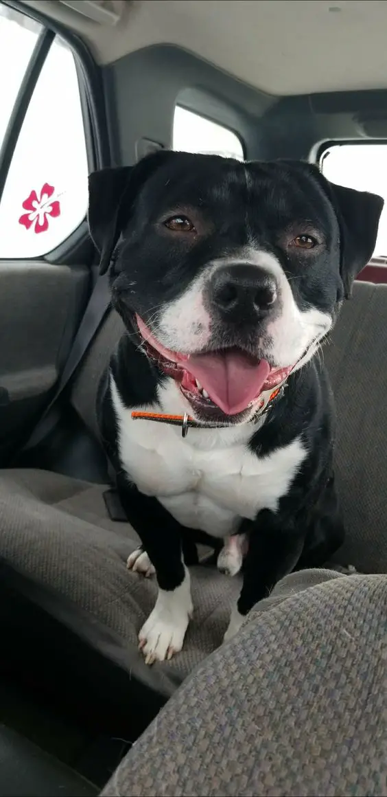 black and white Pit Bull Terrier siting on the back seat of a car