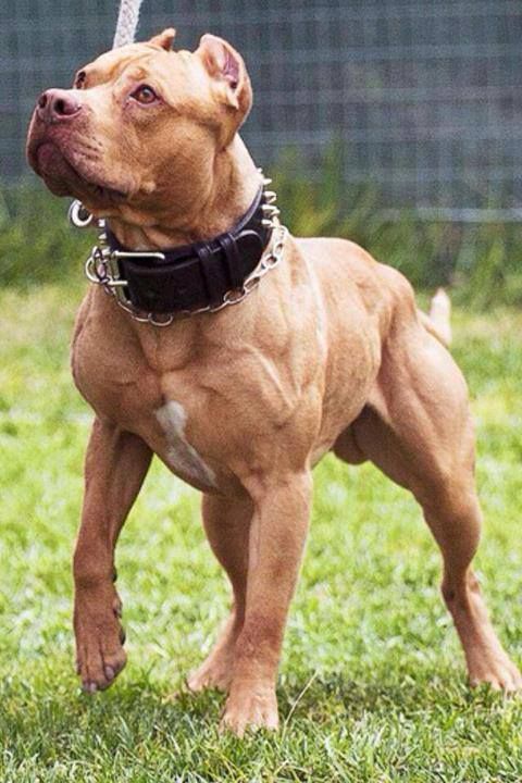 Pit Bull Terrier taking a walk at the park