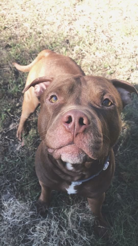 brown Pit Bull Terrier at the park