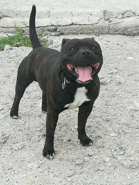 smiling black Pit Bull Terrier