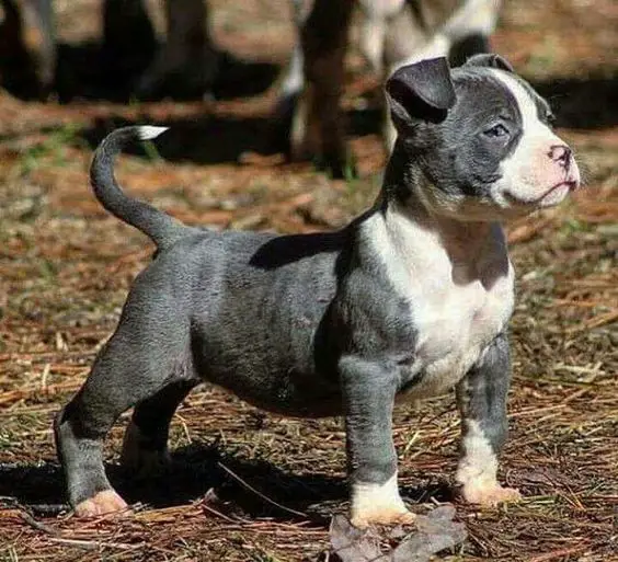 black and white Pit Bull Terrier puppy at the park