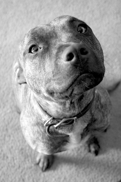 black and white photo of Pit Bull Terrier sitting on the floor