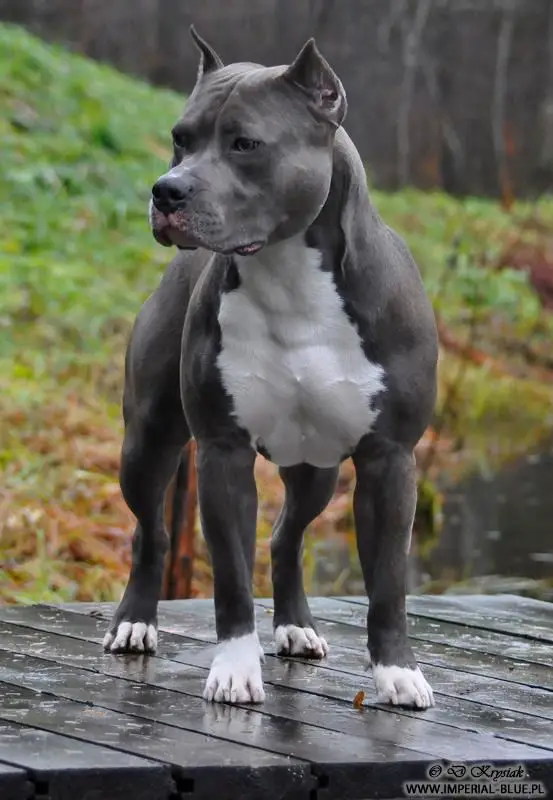 black and white Pit Bull Terrier standing on top of the wooden floor