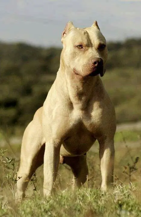 yellow Pit Bull Terrier with a serious face