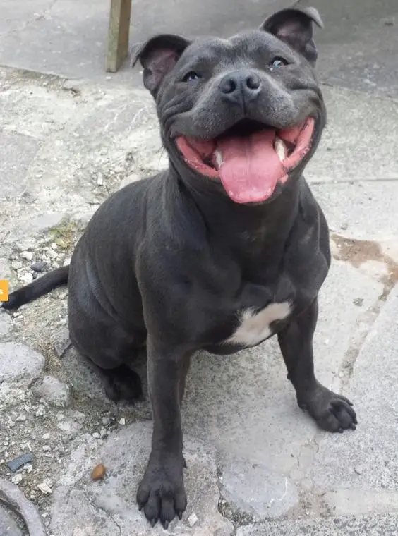 smiling black Pit Bull Terrier sitting on the ground