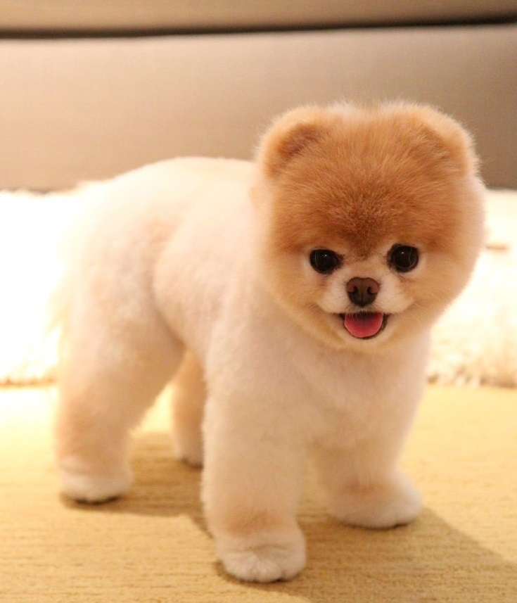 Pomeranian boo cut, Pomeranian short hair cut