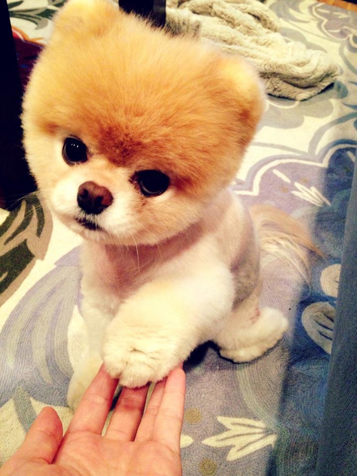 Pomeranian boo cut, Pomeranian short hair cut