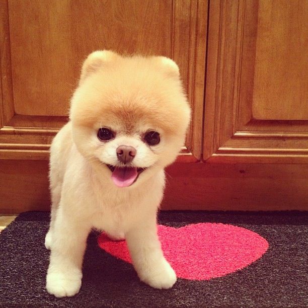 Pomeranian boo cut, Pomeranian short hair cut