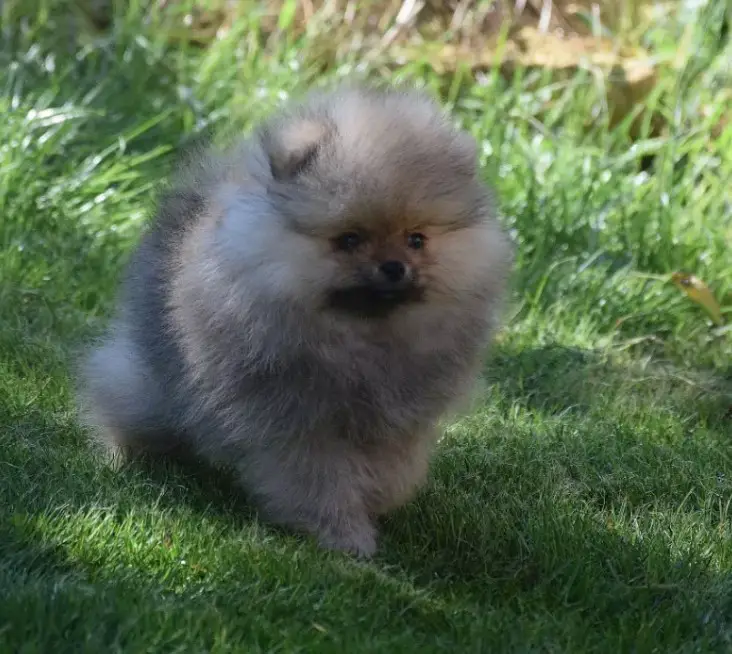 10+ Best Pomeranian Dog Names - The Paws