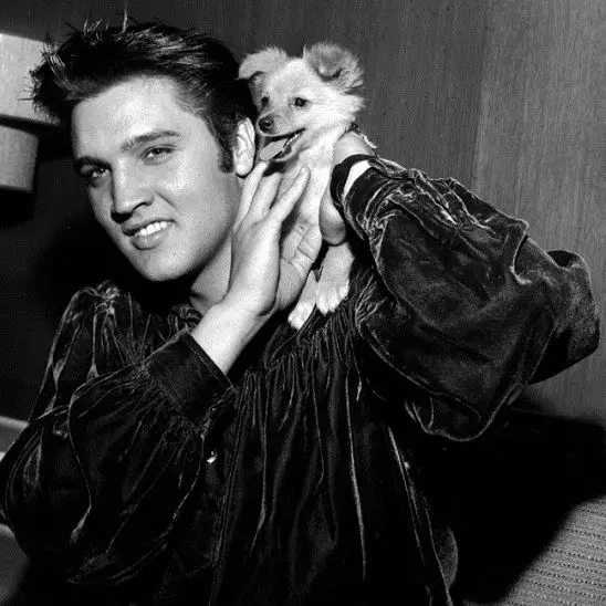 Elvis Presley with his pomeranian on top of his shoulder