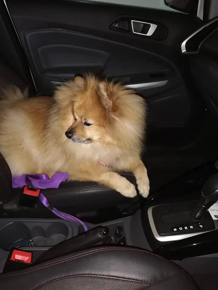 A Pom-pom lying on the passenger seat inside the car