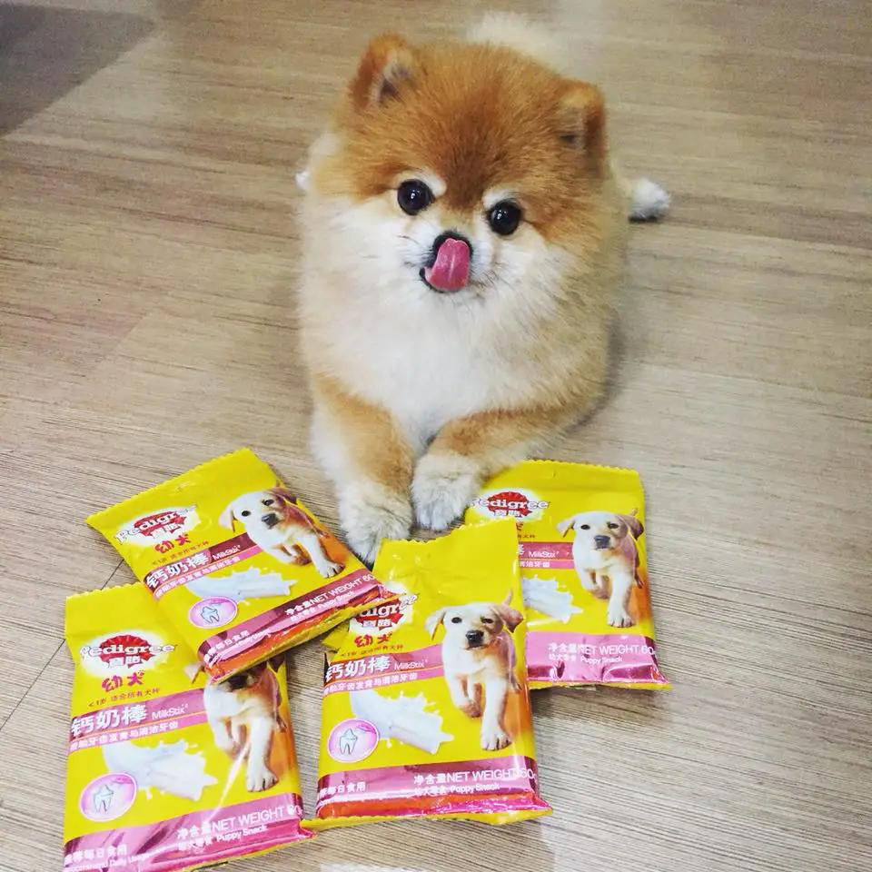 A Pomeranian named Mojo with a bunch of pedigree packs on the floor in front of him