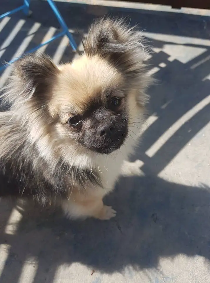 A Pomeranian named Annabelle standing on the pavement