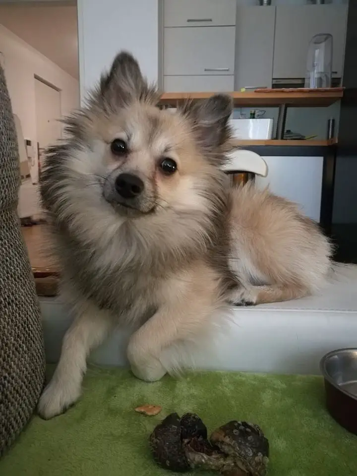 A Pomeranian named Ponchi lying on the couch