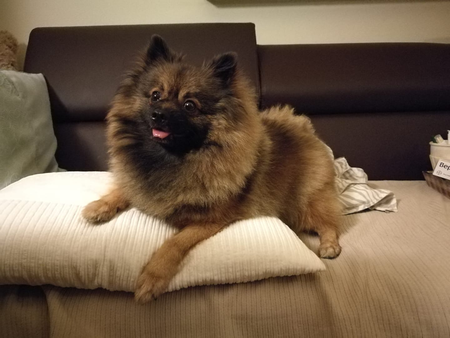 A Pomeranian lying on the couch on top of the pillow