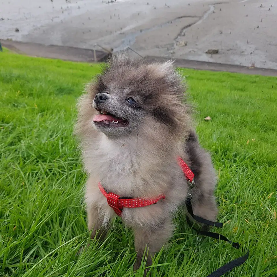 A Pomeranian standing on the green grass while looking up and smiling