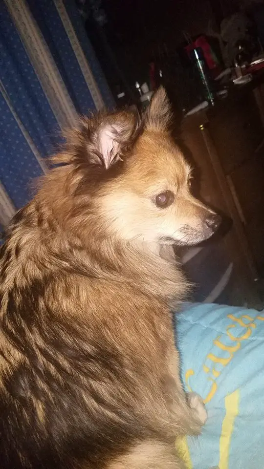 A Pomeranian sitting on the bed at night