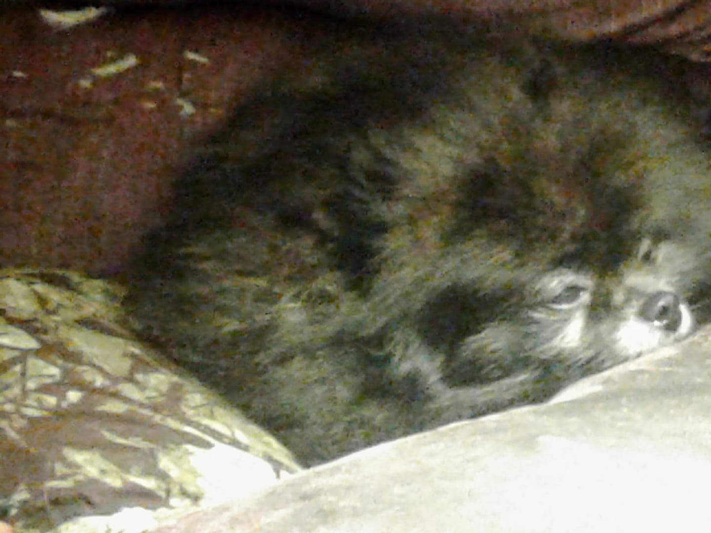 A Pomeranian named Cocoa Puff curled up lying on the bed
