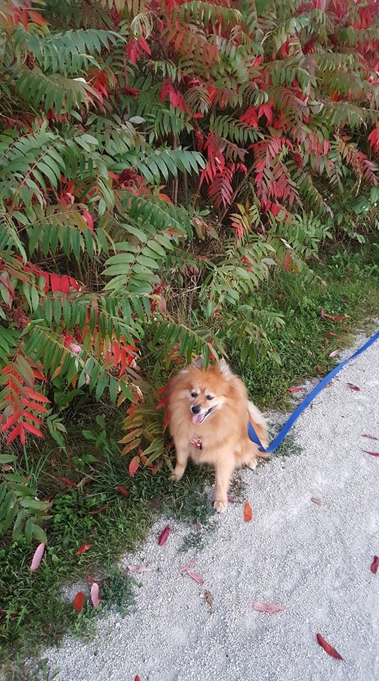 A Pomeranian named Coco sitting on the road