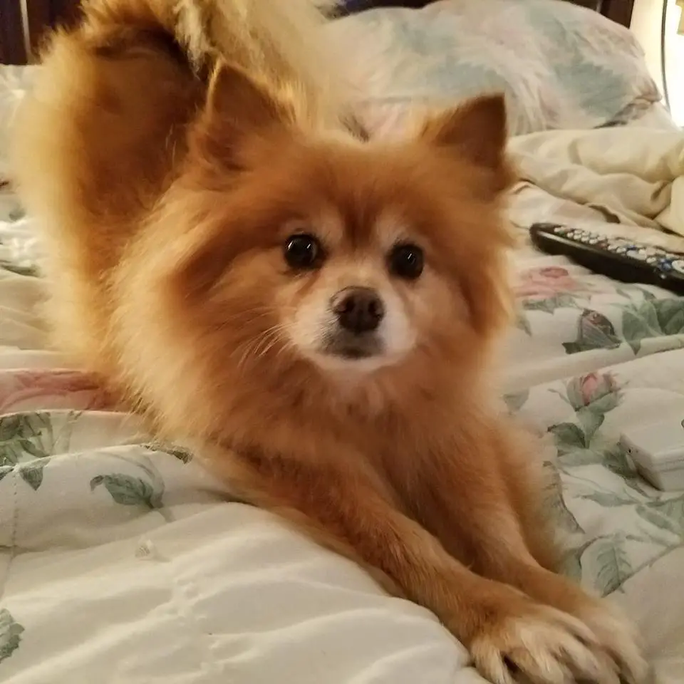 A Pomeranian named Leo stretching its body on the bed