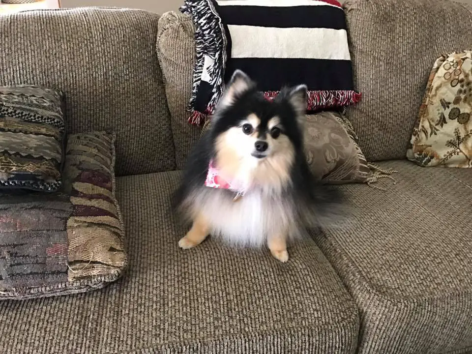 A Pomeranian named Shelby7K – aka Stinkerbell sitting on the couch