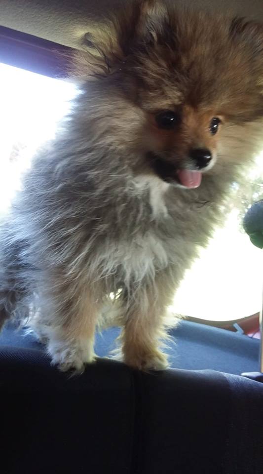 Pomeranian standing on top of the seat inside the car