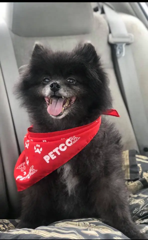 A black Pomeranian sitting in the backseat inside the car while smiling